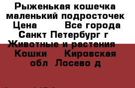 Рыженькая кошечка маленький подросточек › Цена ­ 10 - Все города, Санкт-Петербург г. Животные и растения » Кошки   . Кировская обл.,Лосево д.